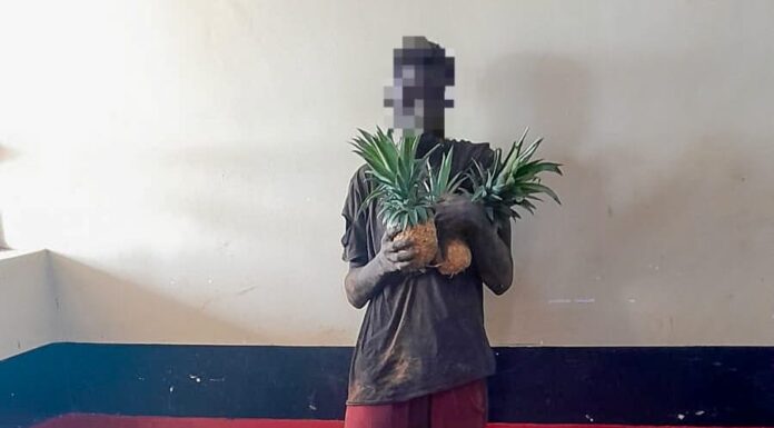 Suspect Arrested for Alleged Theft of 103 Pineapples From Del Monte Farm Operation