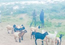 Police Recover 100 Stolen Goats in Meru–Isiolo Operation
