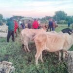Security Team Recovers Stolen Livestock in Tigania East Operation