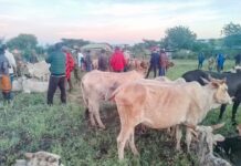 Security Team Recovers Stolen Livestock in Tigania East Operation
