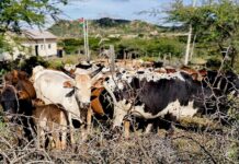 101 Stolen Cattle Recovered in Multi-Agency Operation in Laikipia