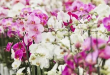 Inside the secretive and lucrative world of orchid breeding