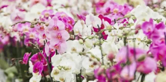 Inside the secretive and lucrative world of orchid breeding