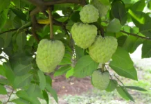 The rise of the fruit that tastes like custard