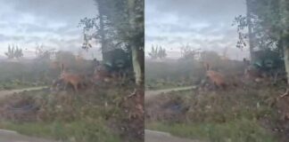 KWS Warns Residents as Hyena is Spotted Roaming in Syokimau