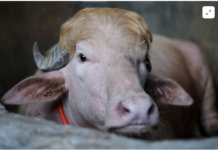 Bangladesh’s rare ‘Donald Trump’ buffalo becomes Eid sensation