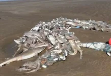 Hundreds of dead sharks found washed up on beaches