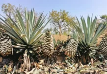 India’s ‘blue gold’ starts a new drinks industry