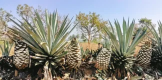 India’s ‘blue gold’ starts a new drinks industry