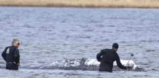 Dead whale towed ashore in Denmark ahead of autopsy