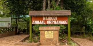 KWS defends Nairobi Animal Orphanage relocation, says no park land will be lost